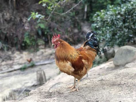 鸡的营养需要和其他家畜有什么差别,土鸡和肉鸡营养有什么区别 - 品尚生活网