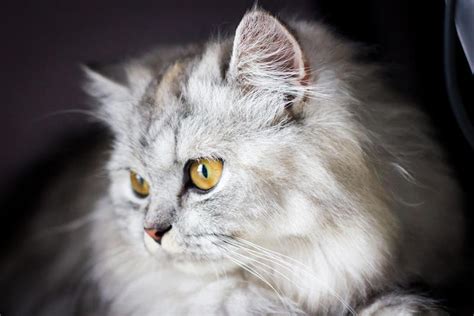 灰白动物安静美丽一只灰的小猫咪宠物动物猫背景图片下载 - 觅知网