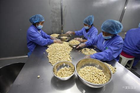 小小坚果产业扶贫显成效 2020国际澳洲坚果发展交流会在临沧召开_文旅头条