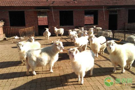 农民致富好帮手应举种羊场供应优良种羊 新乡-食品商务网