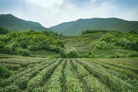 中国最美的十大茶园在哪里，第一是称之“茶叶之母”的云上茶园，羊岩茶场上榜 - 十大排行 - 酷奇猫