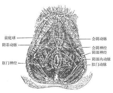 人体解剖学/会阴的血管和神经 - 医学百科