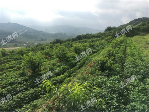 广东省惠州市惠城区马安镇转让综合农场15亩-农村土地网