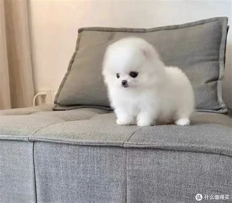 非主流头像白毛狗狗