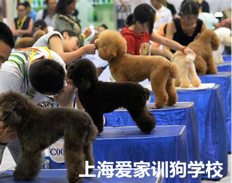 宠物美容师培训-宠物 训练狗上学就到上海爱家训犬学校环境优美场地大有规模宠物培训训狗价格实惠有保障