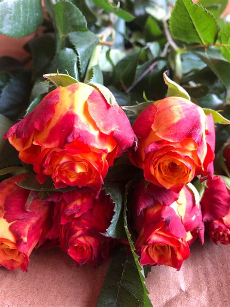19朵红玫瑰的花语是什么?19朵红玫瑰的寓意和象征-花卉百科-中国花木网