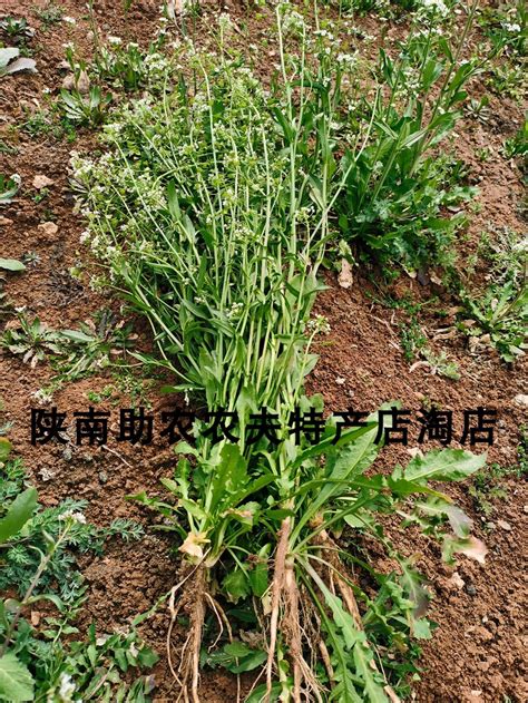 芨芨菜图片