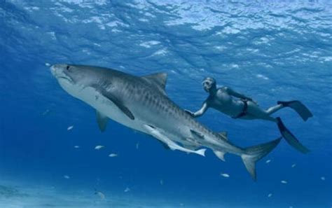虎头鲨鱼怎么养，附疾病预防与治疗-农百科