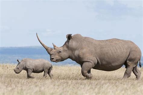 现存最大的陆地动物-非洲象_动物图片_初高中地理网
