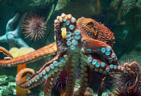水下巨型太平洋章鱼高清图片下载-正版图片502862397-摄图网