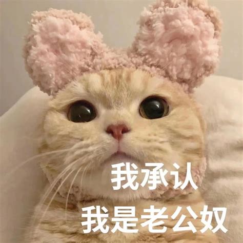 猫咪老公奴表情包[给我一个大大的熊抱]-爱表情