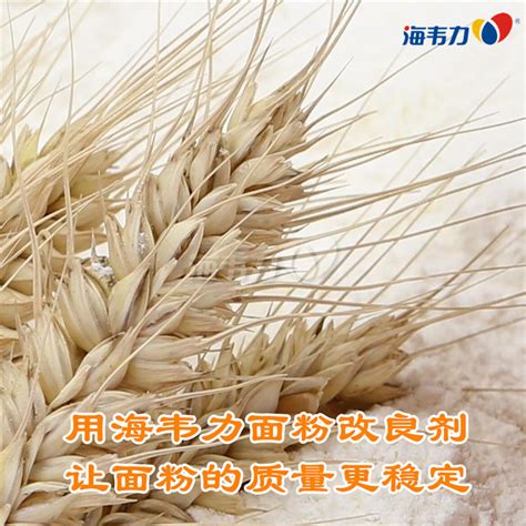 涨价下的小麦收储季：粮农惜售增多，经纪人抱怨生意难做__财经头条