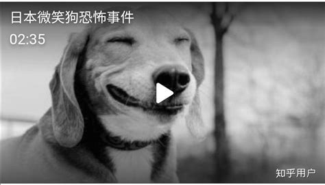微笑狗恐怖图片：微笑狗事件原图与真相-参考之家