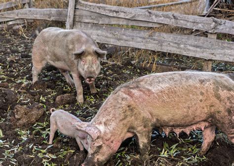 在农场养猪的家庭有高清图片下载-正版图片503784071-摄图网