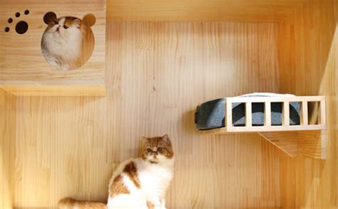 家庭猫舍布置,家庭猫舍装修,家庭猫舍_大山谷图库