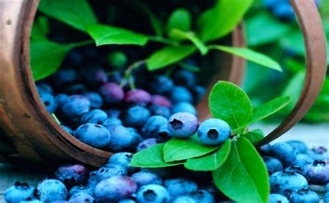 【星辰头条】食在当地，食在当季①长沙5000亩蓝莓熟了，采摘地图拿去不谢 星辰头条_星辰在线、长沙新闻网新媒体客户端平台