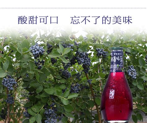 蓝莓果汁300mlx8-伊春市蓝韵森林食品有限公司