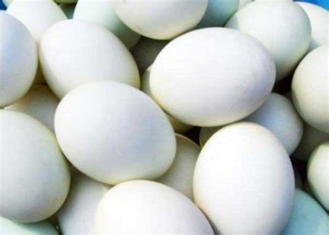 今日山东鸭蛋价格最新行情：2020年8月23日山东鸭蛋市场价格 - 畜小牧养殖网