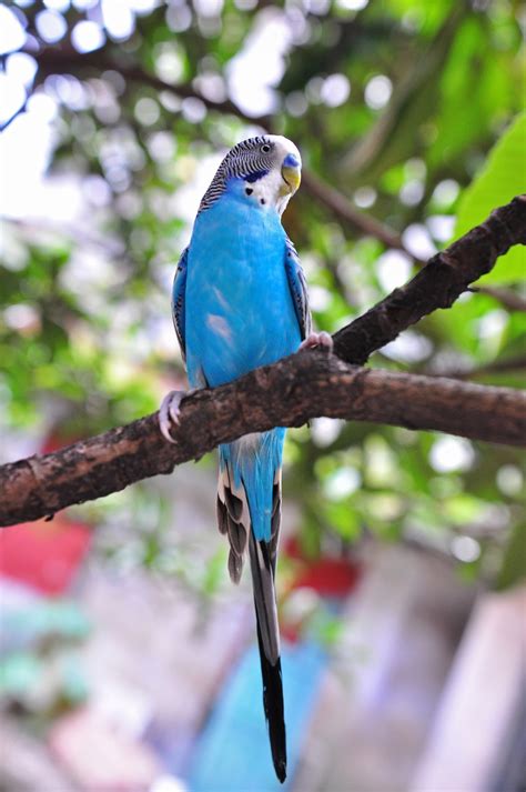 蓝色虎皮鹦鹉栖息在树枝上虎皮鹦鹉鹦鹉高清摄影大图-千库网