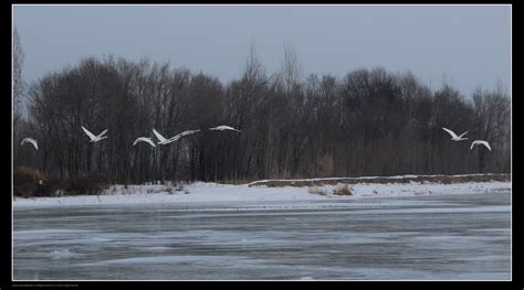 雪中洁白的天鹅高清图片下载-正版图片501355535-摄图网