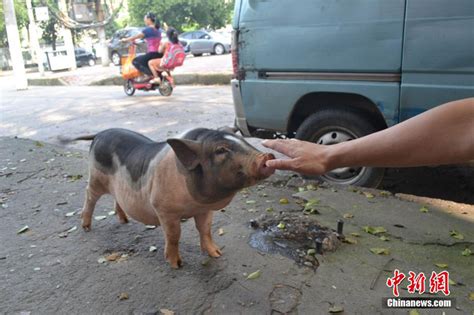 今年春天开始，全中国的猪都可以做B超了_科技_环球网