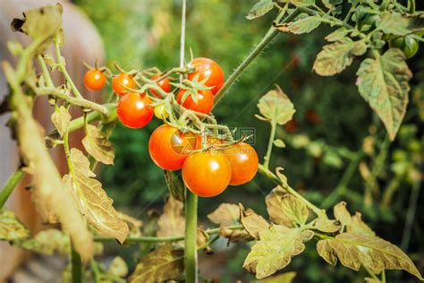 新鲜成熟的红番茄植物生长有机温高清图片下载-正版图片506715174-摄图网