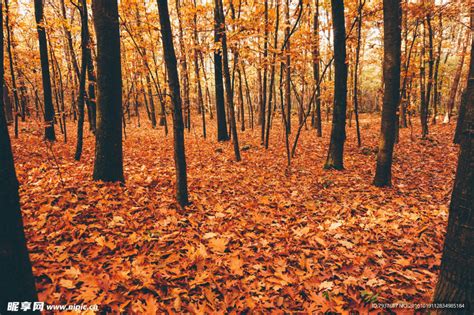 秋天的树林高清图片下载-正版图片501058974-摄图网