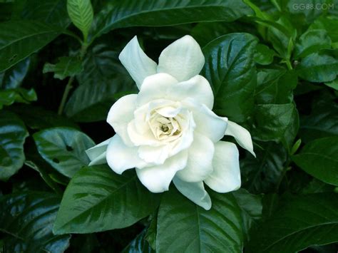 植物介绍：山茶 Camellia japonica(3)_那花园花卉网(nahuayuan.com):花卉第一网站!爱花人的花园!