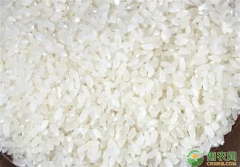 大米应该怎么保存,怎么保存大米一年以上,整袋大米不吃怎么保存_大山谷图库