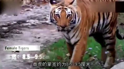 老虎和狮子打架，老虎一招致命攻击，秒杀狮子_腾讯视频