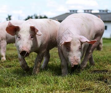 饲养家禽猪在农畜养殖的高清图片下载-正版图片506573035-摄图网