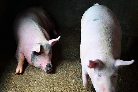 近期，猪流感高发，半大的肥猪以及中大育肥猪出现了两种情况 - 知乎