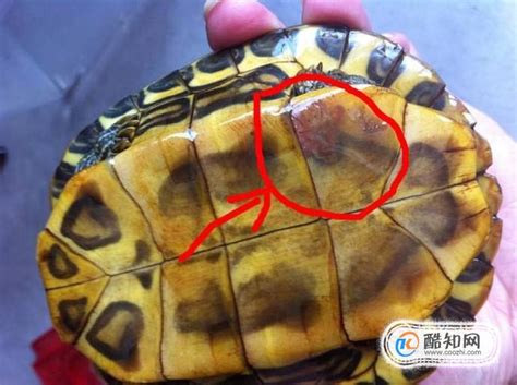 养乌龟注意事项：长尾巴乌龟啥品种|宠物百科|奇说-红叶网