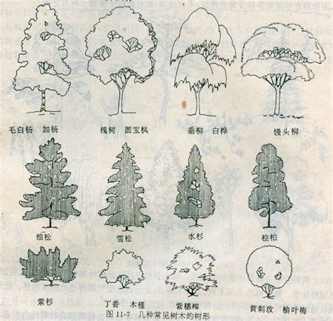 园林树木树形,树木树形图,园林树木名称_大山谷图库