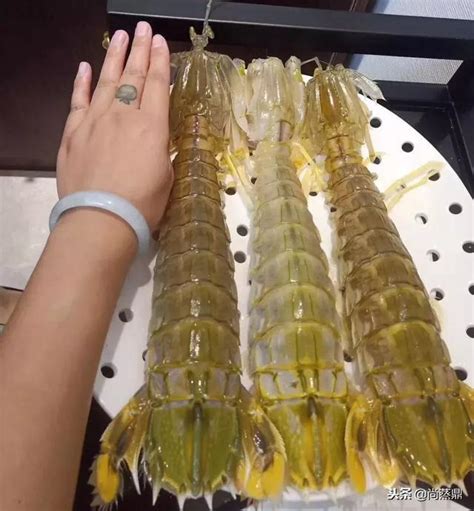 七彩皮皮虾图片