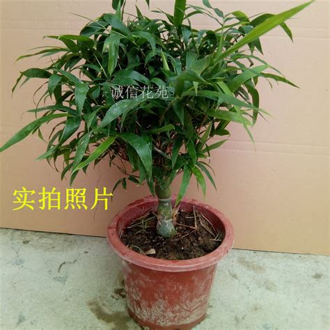 盆栽竹子图片,植物,种类_大山谷图库
