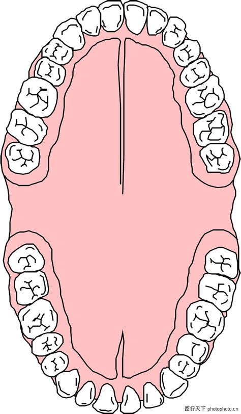 牙位分区1234图,牙齿1234十字分区图片,43是哪个牙_大山谷图库