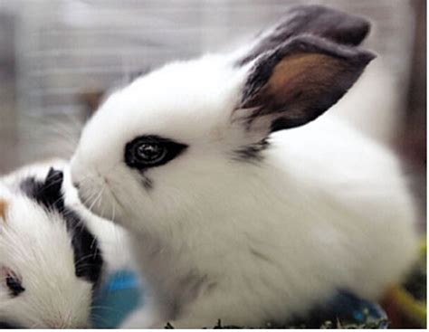 如何为侏儒海棠兔选择兔笼 - 茶杯宠物网