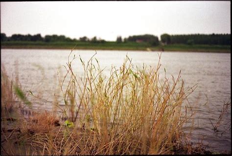 河边容易长的草,河边长得很高的草,常在河边的草是什么草_大山谷图库