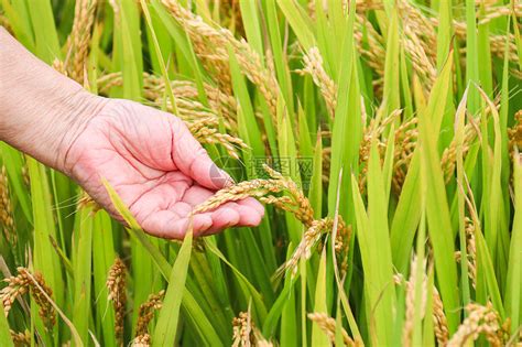 水稻农作物摄影图高清摄影大图-千库网