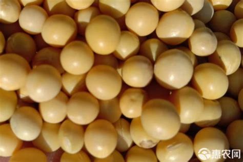 [黄豆批发]2022年黄豆，有一百多万斤需要卖出！有意者前来！价格3.10元/斤 - 一亩田