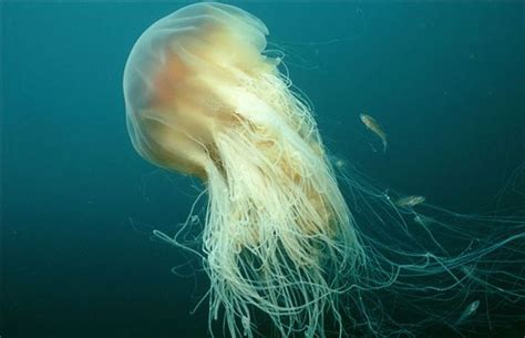 一群蓝色水母“入侵”澳大利亚的黄金海岸 - 神秘的地球 科学|自然|地理|探索