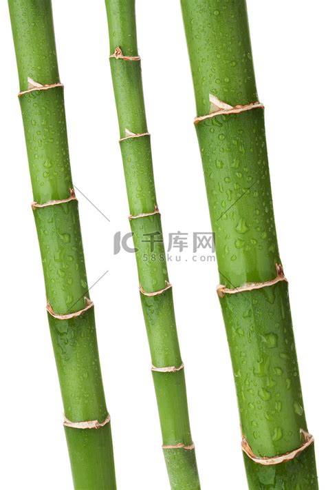 复古绿色竹子元素素材下载-正版素材401163924-摄图网