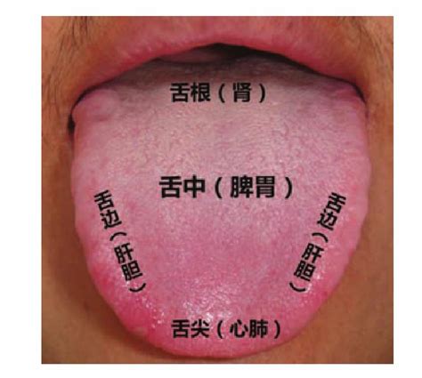 三、舌面脏腑分区-图解舌诊-医学