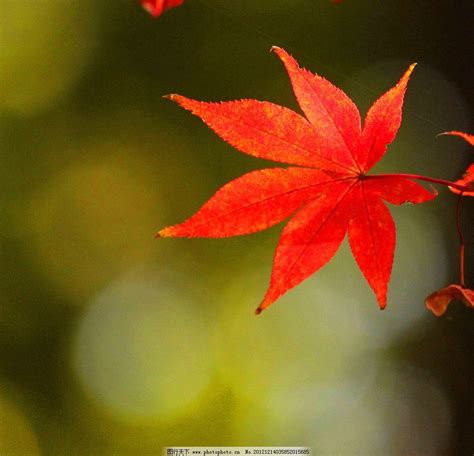 秋季颜色各异的枫叶高清图片下载-正版图片600405313-摄图网