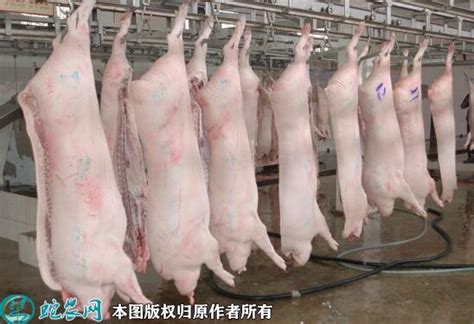 江苏生猪价格今日猪价：2021年4月14日江苏省生猪价格今日猪价表
