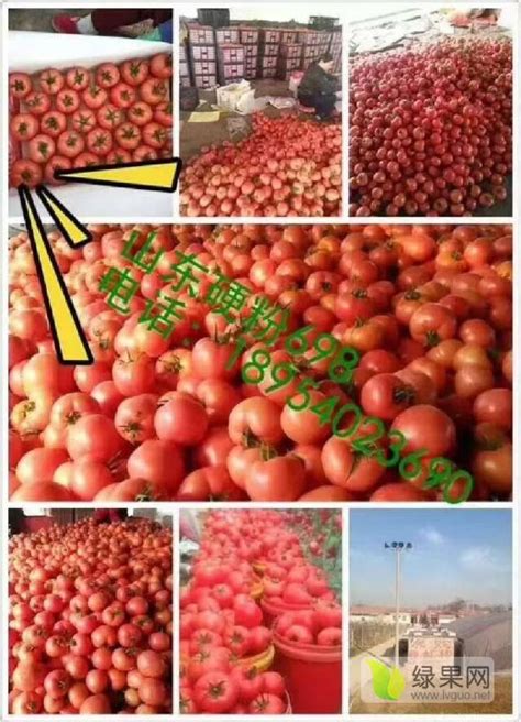 山东寿光蔬菜供应，全年蔬菜供应_西红柿价格行情_蔬菜商情网