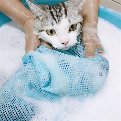自己给猫洗澡怎么洗（猫咪洗澡正确方法步骤） - 胖萌舍宠物网