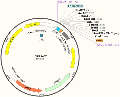 靶向wls基因RNA干扰重组慢病毒载体的构建方法与流程_2