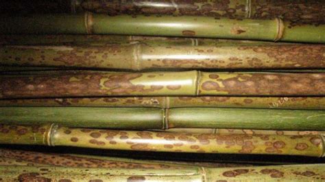 斑竹是什么意思-流行语百科